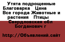 Утята подрощенные Благоварка › Цена ­ 100 - Все города Животные и растения » Птицы   . Свердловская обл.,Богданович г.